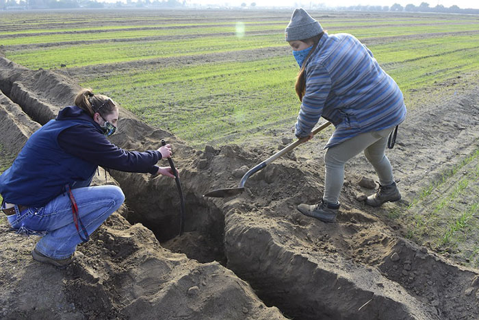 Orchard replanting project