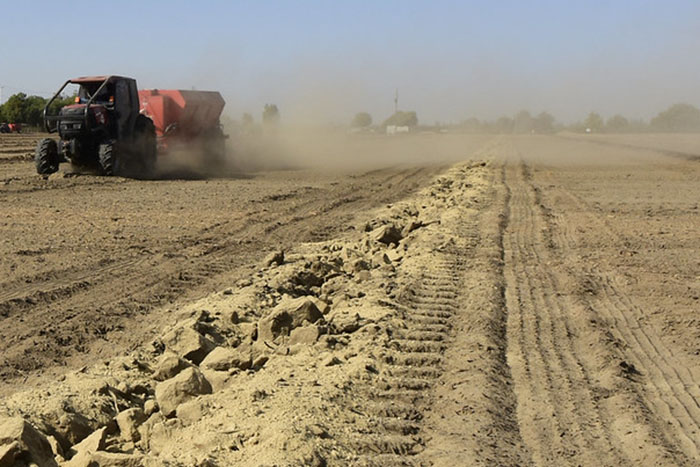 Orchard replanting project