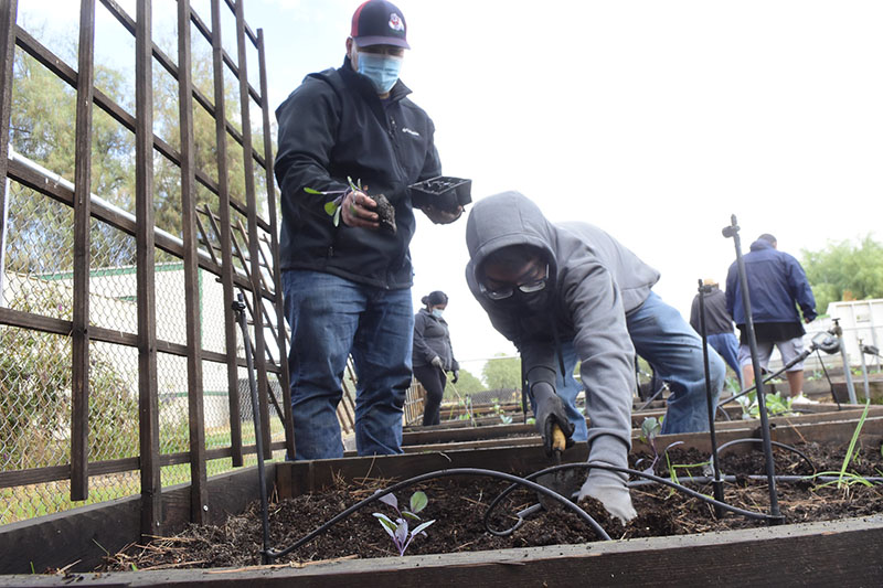 Patrick Velazquez helps TARGET student plant vegetables at campus horticulture unit.