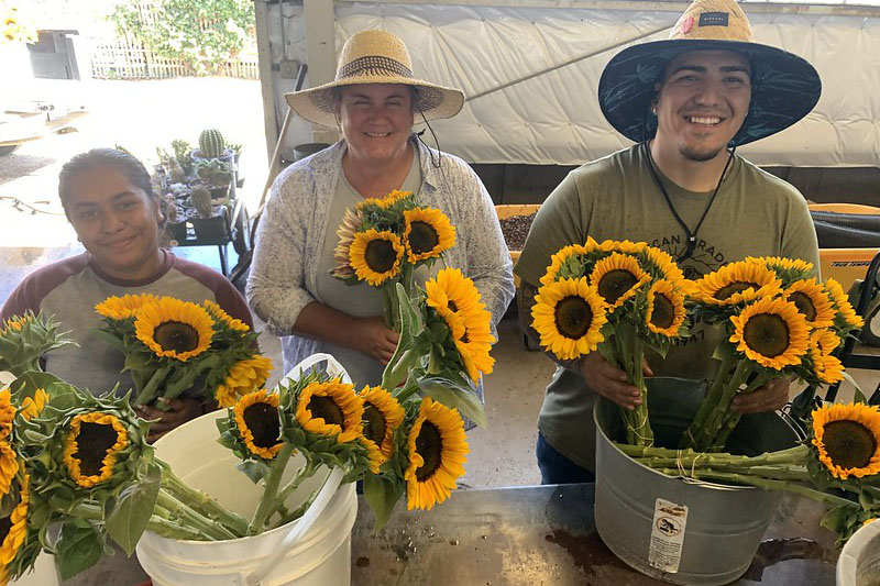 Perla Vidana, Calliope Correia and Patrick Velazquez arrange sunflowers.