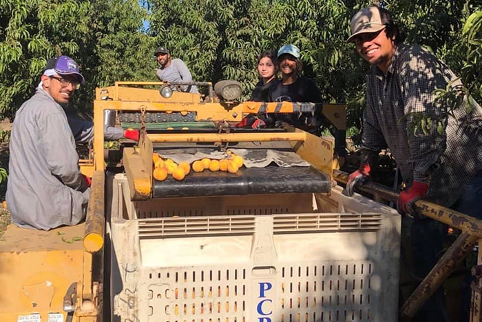 Arik Bains, peach harvest