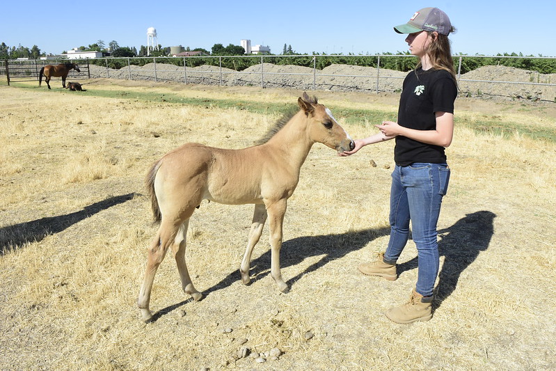 Sarah Harrison takes care of new foal (Hawkeye).