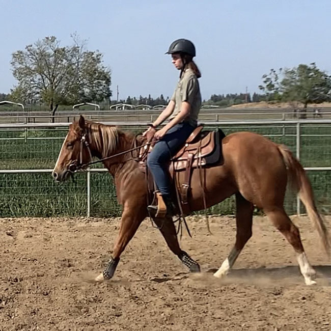 Sarah Harrison exercises a horse at the campus equine unit
