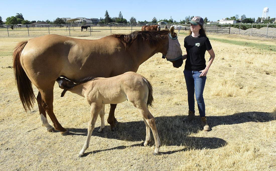 Equine quarter horse student assistant Sarah Harrison with new foal and mother.