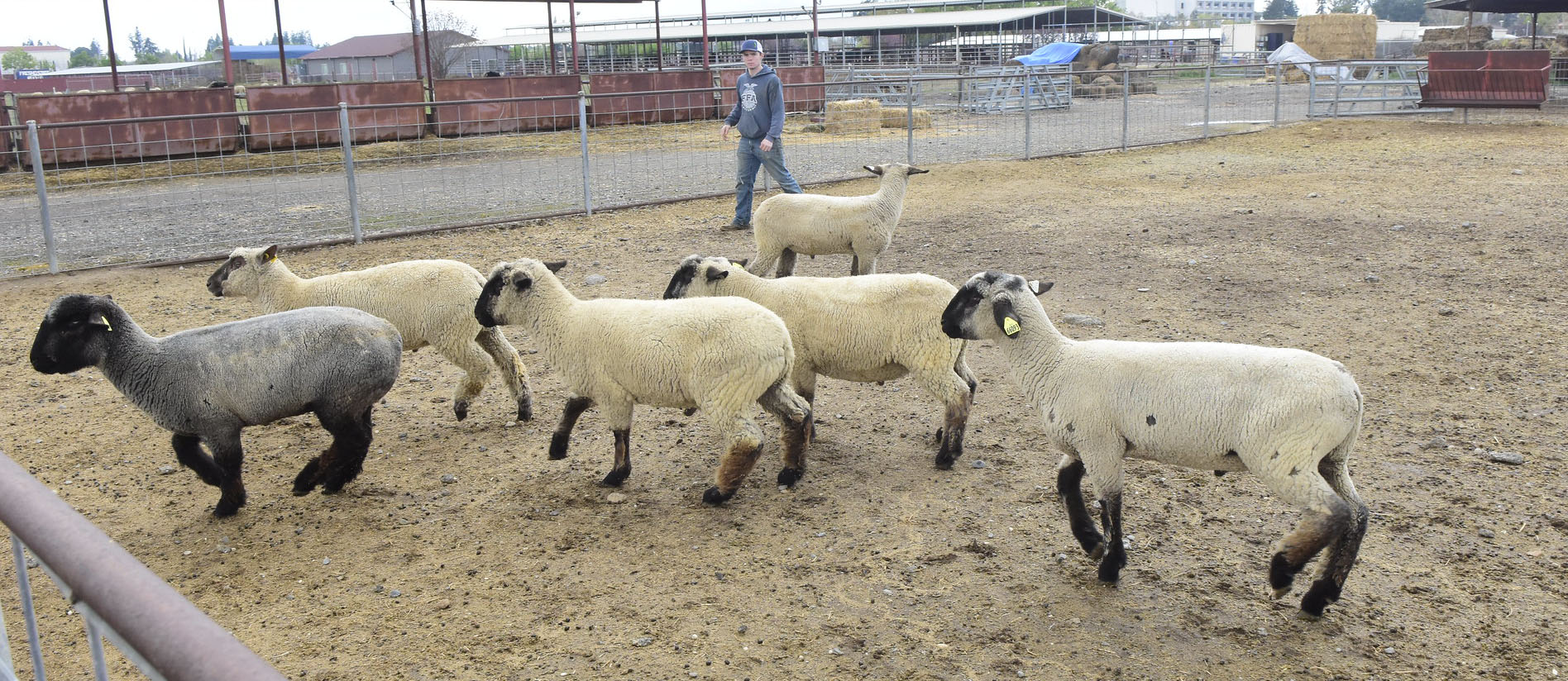 Sheep herding at the sheep unit