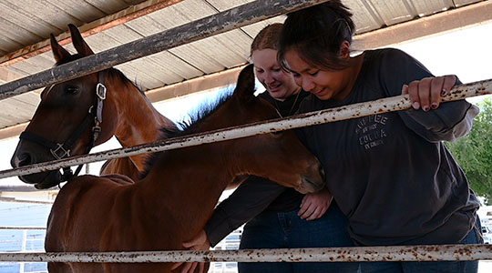 Equine quarter horse unit students assistants with new foal