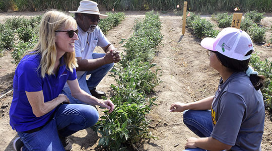 Faculty Dr. Dave Goorahoo and Dr. Florence Cassel Sharma and student in research plot
