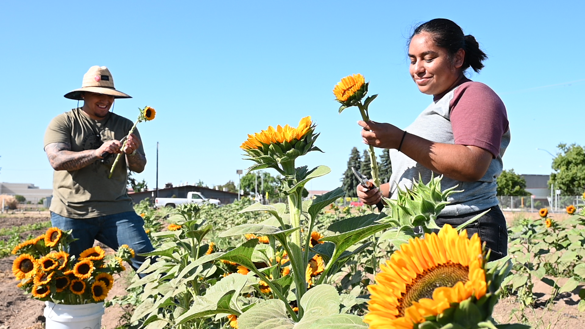 Perla Vidana and Patrick Velazquez pick sunflowers at campus nursery