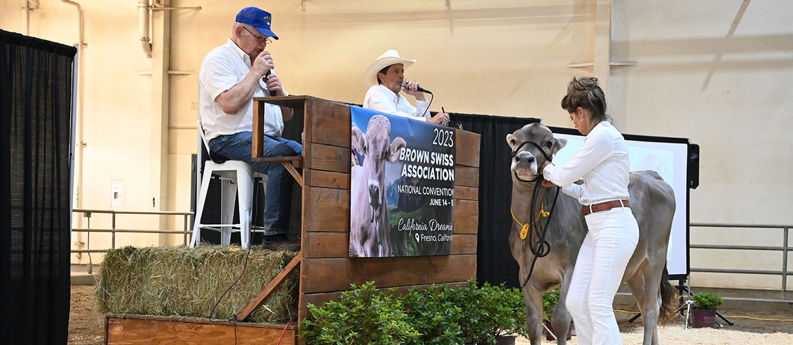 Brown Swiss Convention event