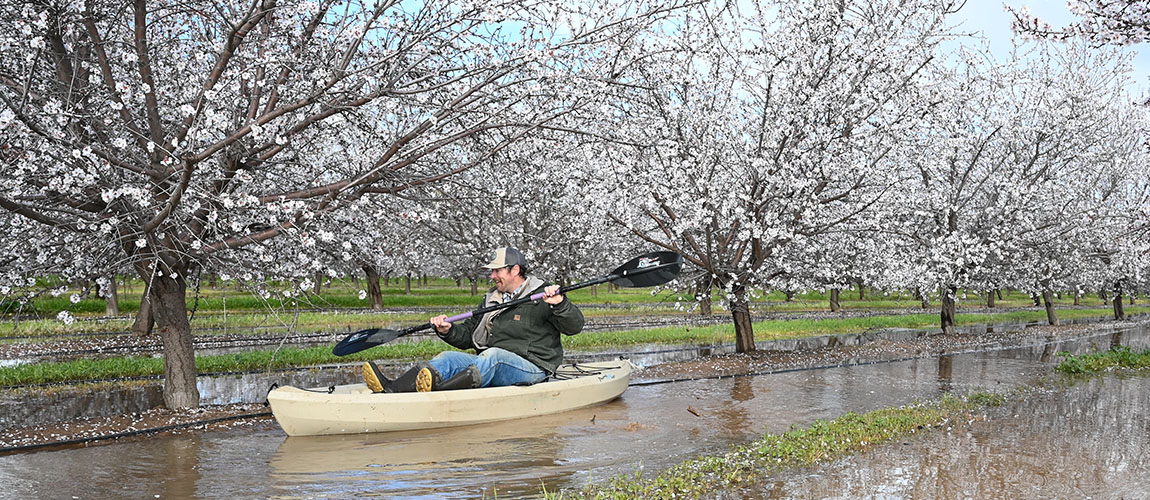 Orchard manager Robert Willmott kayaks in a campus almond orchard.