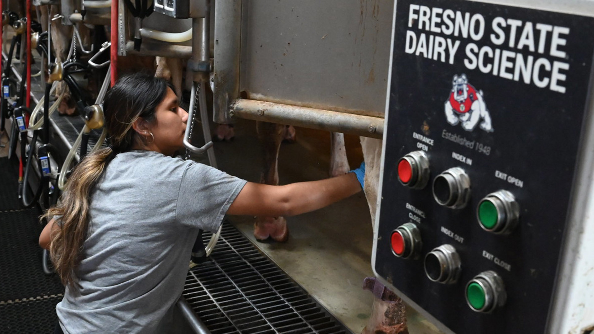 Yailin Castillo milks cows in campus dairy