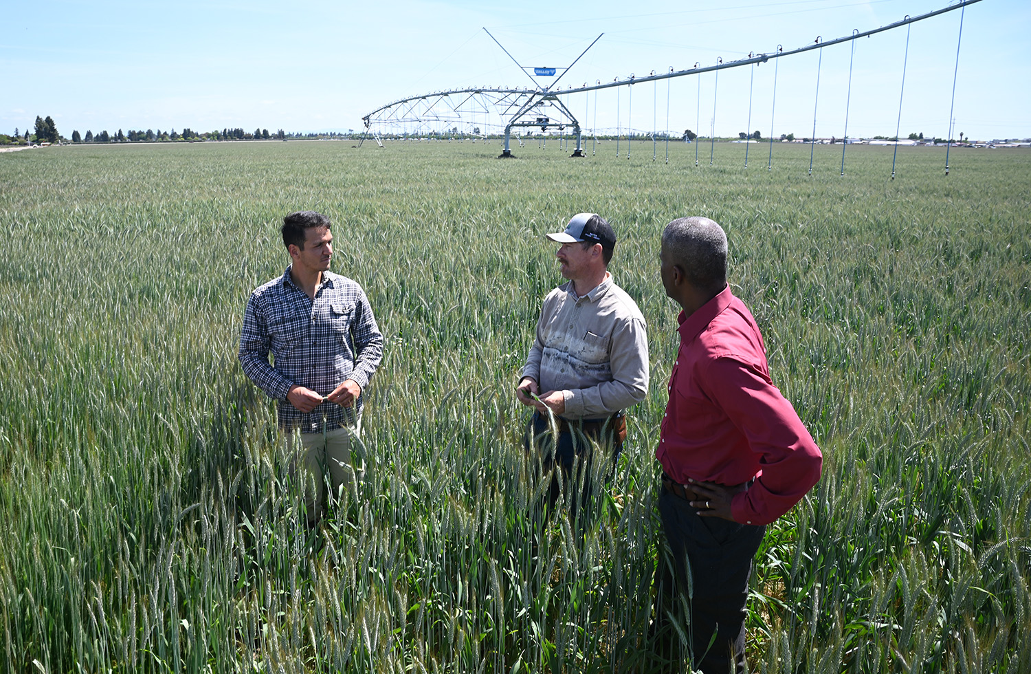 Fresno State Jordan College Dean Rolston St. Hilaire, row crops manager Robert Willmott and student assistant Diego Arriaga, examine the crop in a campus farm triticale field to be harvested for campus livestock feed using a new pivot irrigation system,