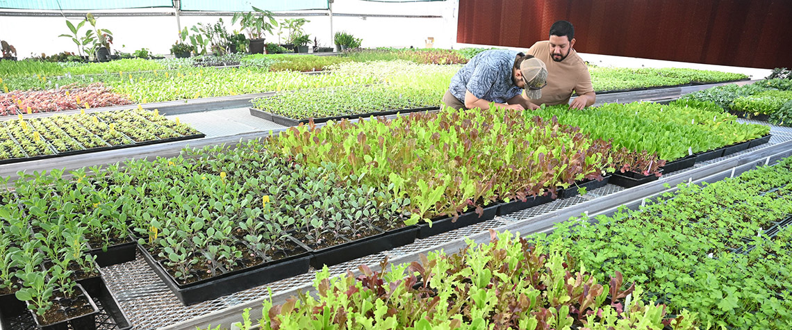 Ernesto Duran and student assistant raise plants in the campus horticulture nursery. Ernesto Duran and student assistant raise plants in the campus horticulture nursery.