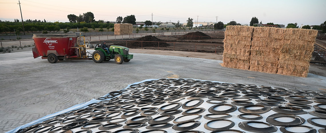 Student manages feed operations at sunrise next to a new silage pad at the campus dairy. Student manages feed operations at sunrise next to a new silage pad at the campus dairy.