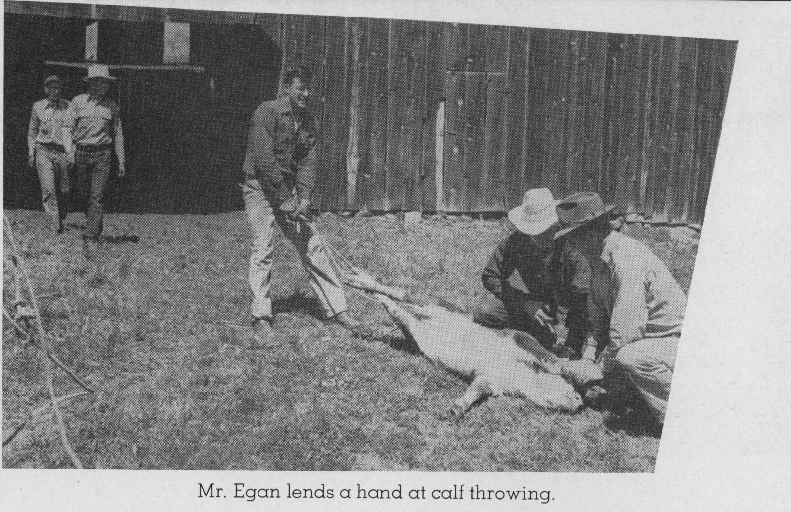 Dean Egan working with cattle