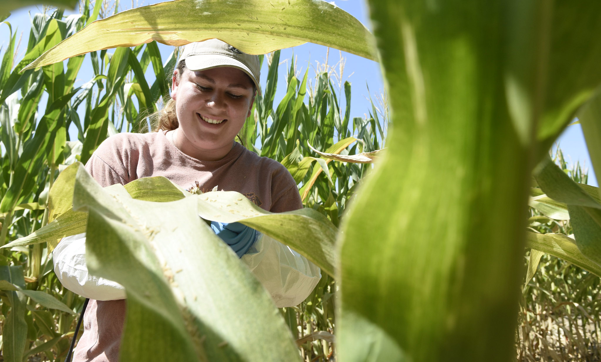 Kiera Searcy examines corn at the Bayer research station