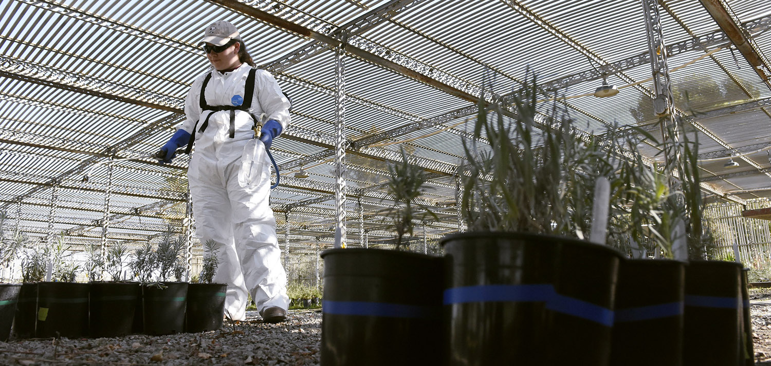 Kiera Searcy spraying plants as part of her weed research.