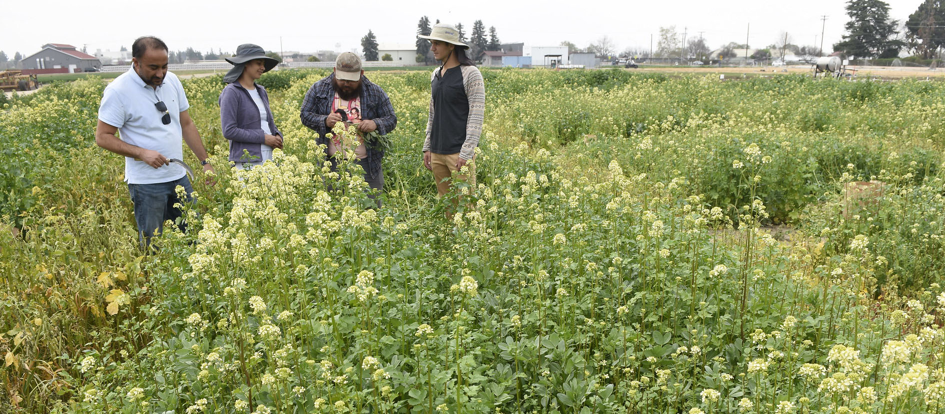 Fresno State plant science faculty Dr. Ranjit Riar and graduate student Harmanpreet Sharma and other students Matthew Gallegos & Diego Arriaga gather samples from a Center for Irrigation Technology faba bean cover crop research plot,