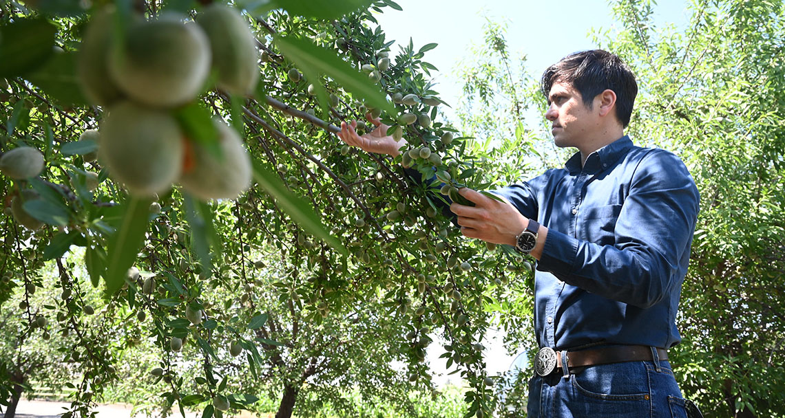 Fresno State Jordan College Dean's Medalist Orlandoexamines crops in an almond orchard.
