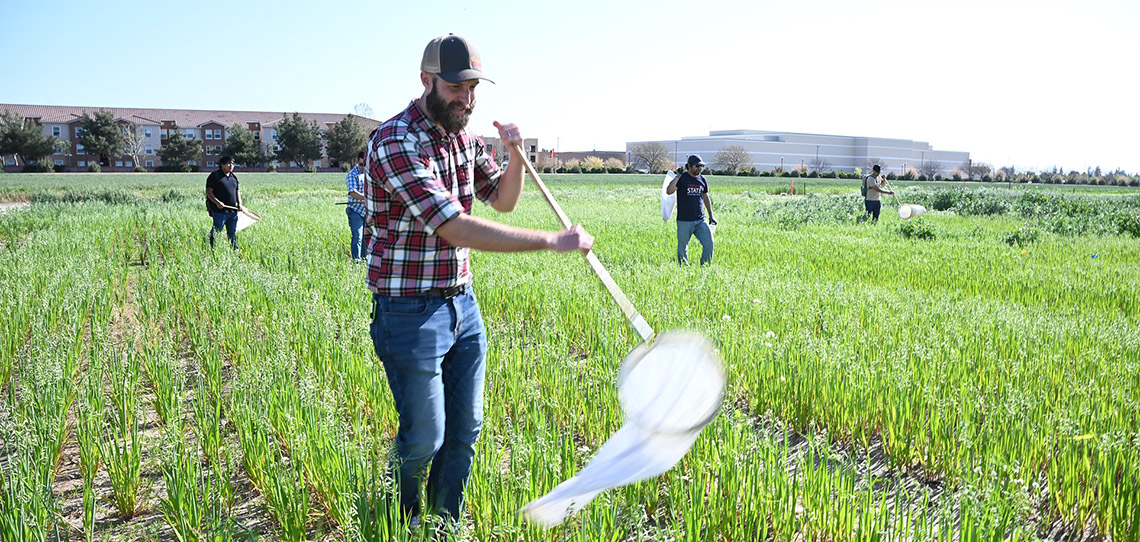 Fresno State plant science faculty Dr. Jacob Wenger and students collect insects for a class project in a Fresno State Center for Irrigation Technology field