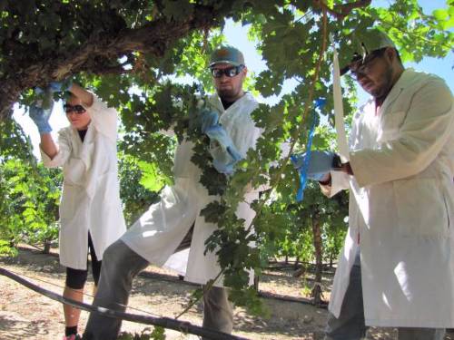 Fresno State student researchers in the vineyard 