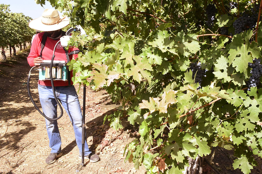 Kushwinder Singh using grape testing equpiment in the vineyard