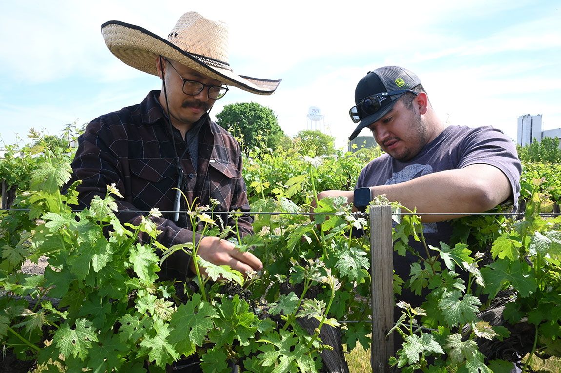 Alberto Ramirez examines vines in campus vineyard with faculty research mentor Dr. Cliff (Runze) Yu.