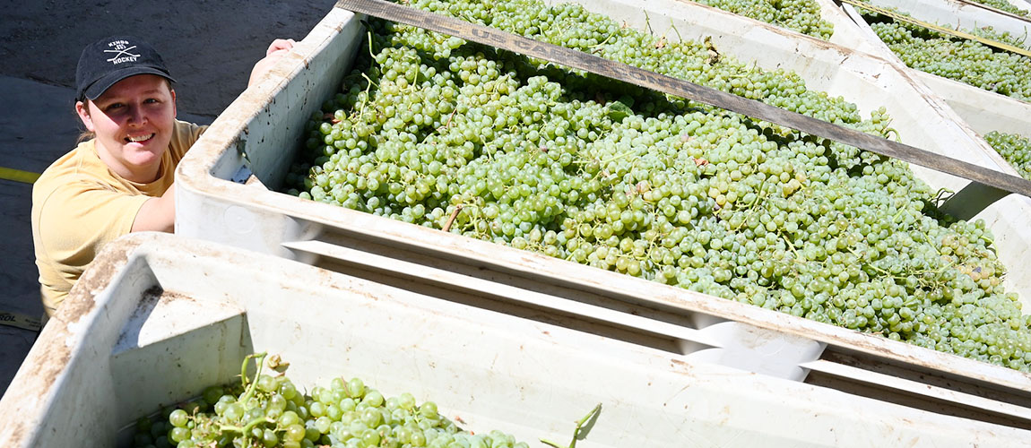Shannon Dibble with Fiano grapes at campus winery.